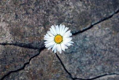 What is resilience?